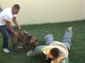 dogo canario real protection marco pompili 1st part