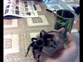 brachypelma smithi (handling L9) brachypelma smithi (handling L9)