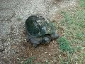 snapping turtle
