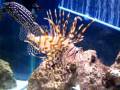Predatory Saltwater Tank