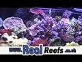 Marine Aquarium SPS Coral 51109