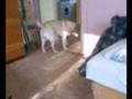 Labrador Retriever video