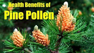 Pine pollen