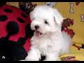 Bonnie - Maltese girl