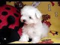Bonnie - Maltese girl