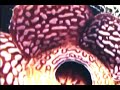 plantas exoticas carnivoras apestosas con hermosas flrores