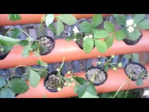how to grow strawberries in pvc pipe