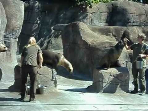 Zoo Denmark - Sea lions gets fed @ Aalborg Zoo, Denmark July 26th, 2012.