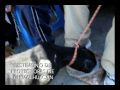 SITUACION DE PERROS Y GATOS EN CHIMALHUACAN, EDO. DE MEX.