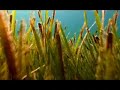 Posidonia Oceanica (Short)