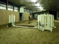 videos de Little Bitty Trotting Jump over Flowers