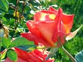mother-niruma-permanent-and-real-happiness.html