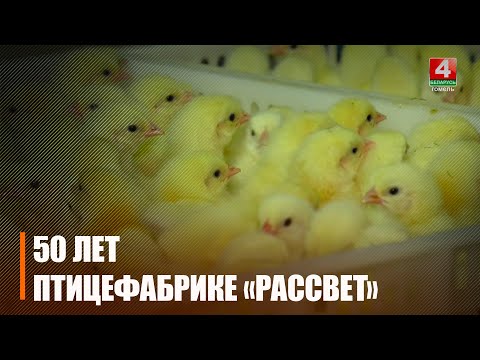 50-летний юбилей отметила птицефабрика «Рассвет», что под Гомелем видео