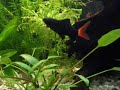 F�tterung unseres Messerfisches