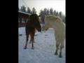 Cremello