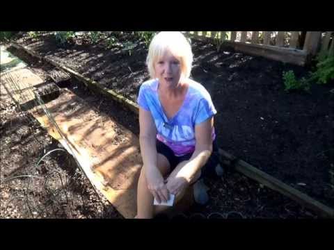 how to grow asparagus from seeds