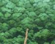 Anime Seiyū :Matsumoto Wakako nowsza wersja