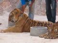 Tiger Temple Thailand