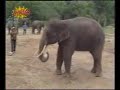 Talented Elephant