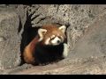 Keti the red panda