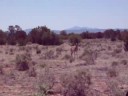 antelope antelope