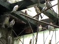 Darrrrek - Breeding carduelis major4