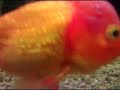 Iquiquean Goldfish Iquiquean Goldfish