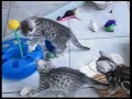 Silver Tabby kittens