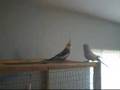 Buzzo the blue budgie meets his match