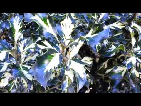 how to grow english holly