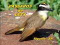 PÁSSAROS de LETY - Piquete / SP