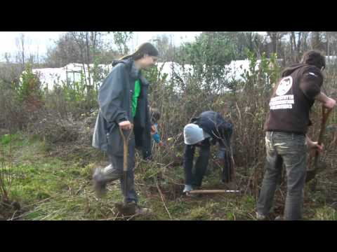 how to dig up and transplant raspberries