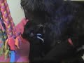 Puppy\ Puppy\