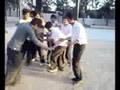 CCI bhangra after winning the match..