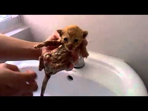Your Kitty Fix For Today