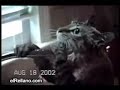 Gatitos
