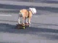 Que perro mas arrecho, pero no muerde!!! Que perro mas arrecho, pero no muerde!!!