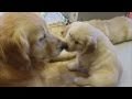 ゴールデンレトリバー 子犬/母犬のしつけ Discipline of the mother dog