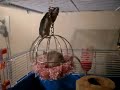 Slingermuizen (Dangling mice)