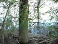 Guarda video