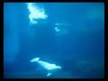 Four Beluga Whales