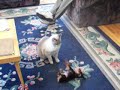 Puppy vs Cat