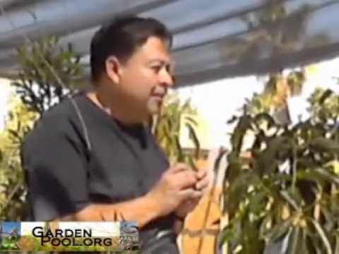 Growing Tropical Fruit Trees