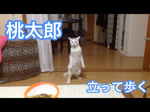 Gato de pé ao contrário