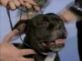 Vel at National Dog Show 2008