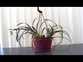 Phragmipedium ecuadorense in bloom video Phragmipedium ecuadorense in bloom video
