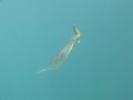 kayak fishing halibut release