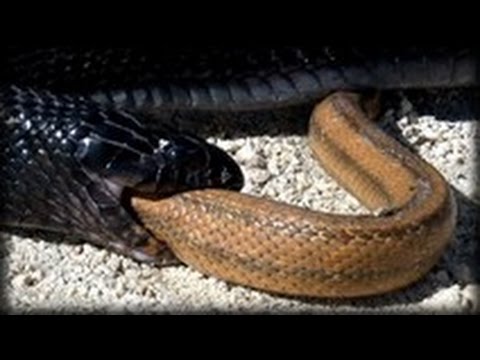 Snake Eating Snake : CrittaCam