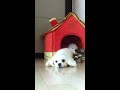 Lazy Coco
