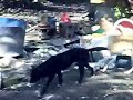 AyerTawarian Dog